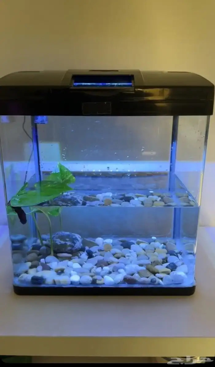 حوض سمك قزاز 3