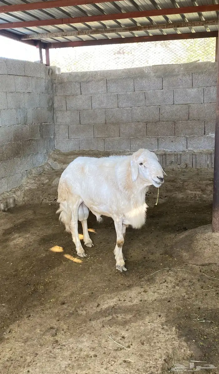 خروف فحل من حلال شهران 0