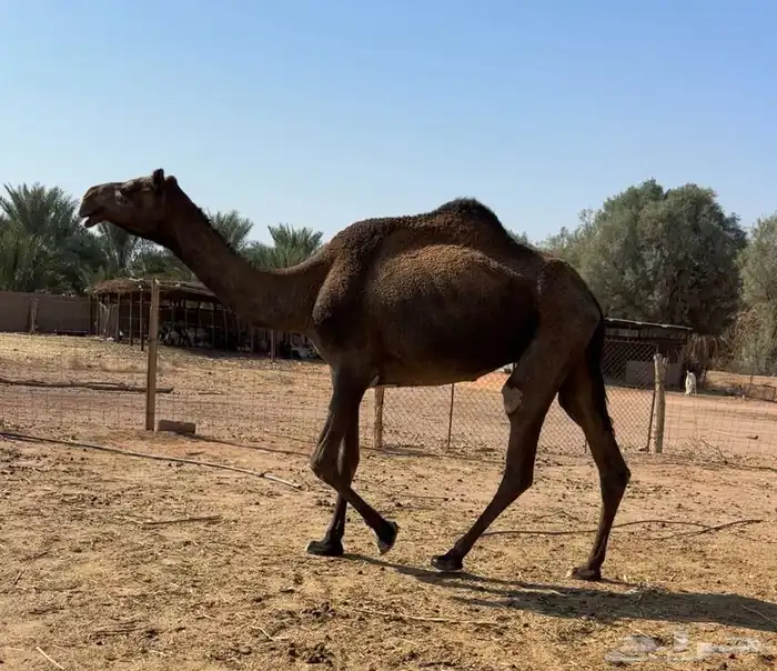 ضروبه طيبه 3