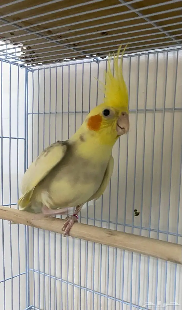 للبيع زوجين كروان منتجه 7