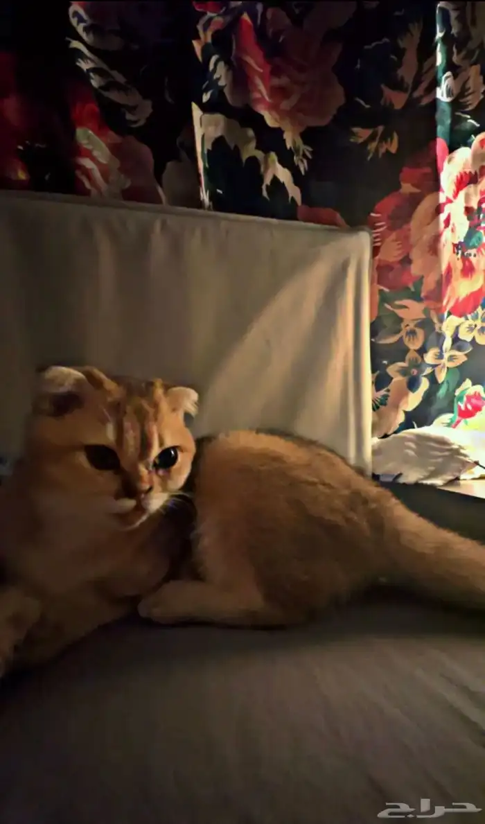 سكوتش فولد قولد انثى 1