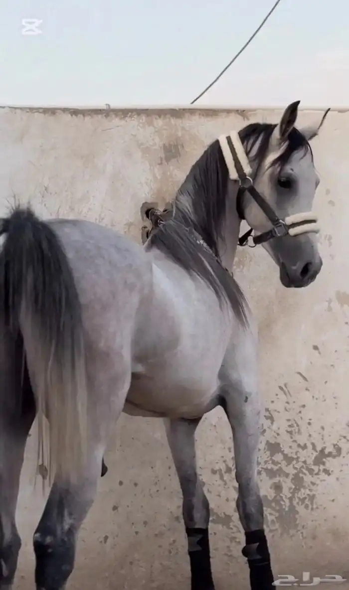 حصان للبيع 0