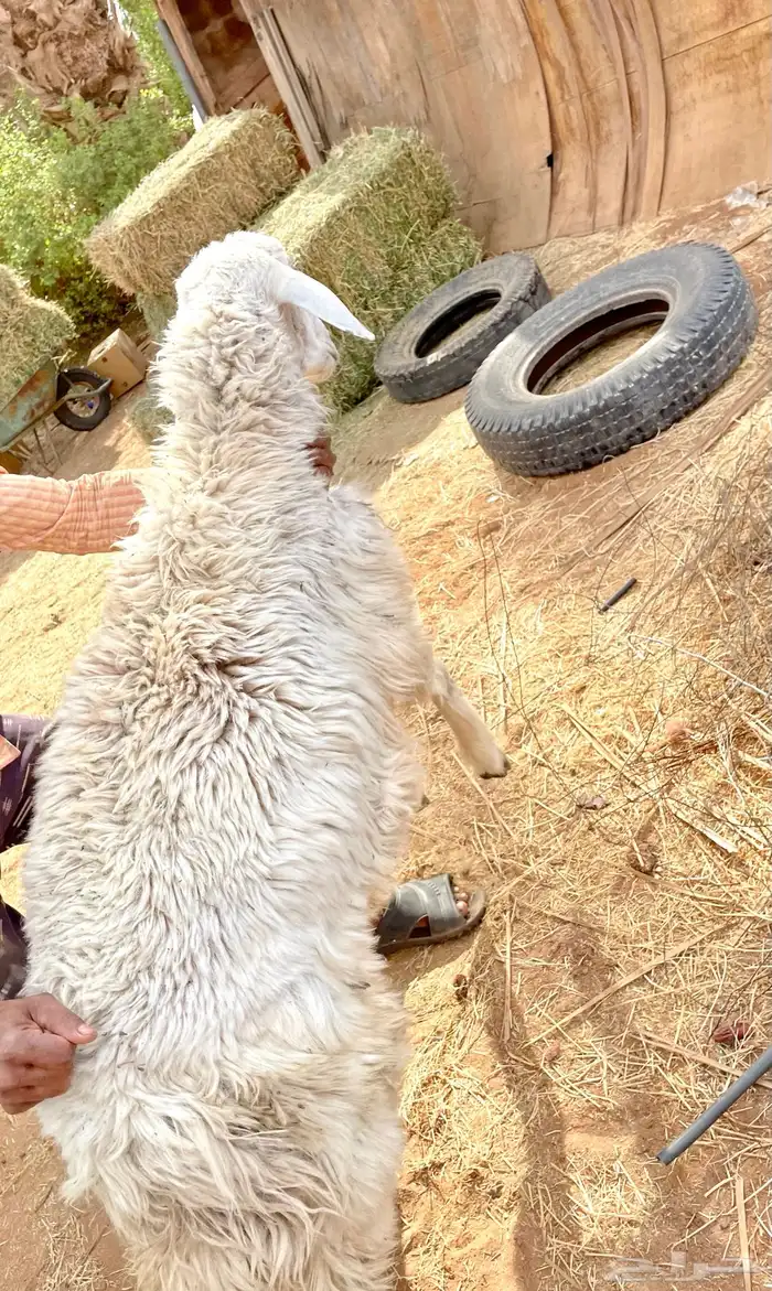 طلي جذع يأهل الزين والصنف 3