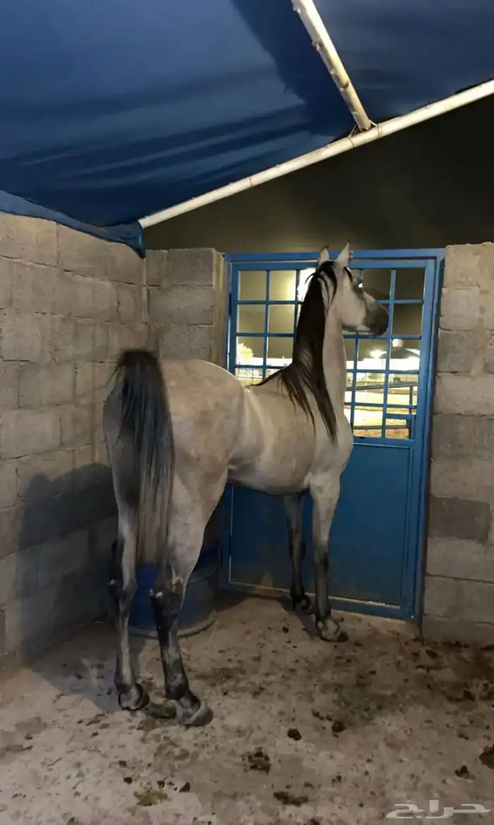 حصان للبيع 1