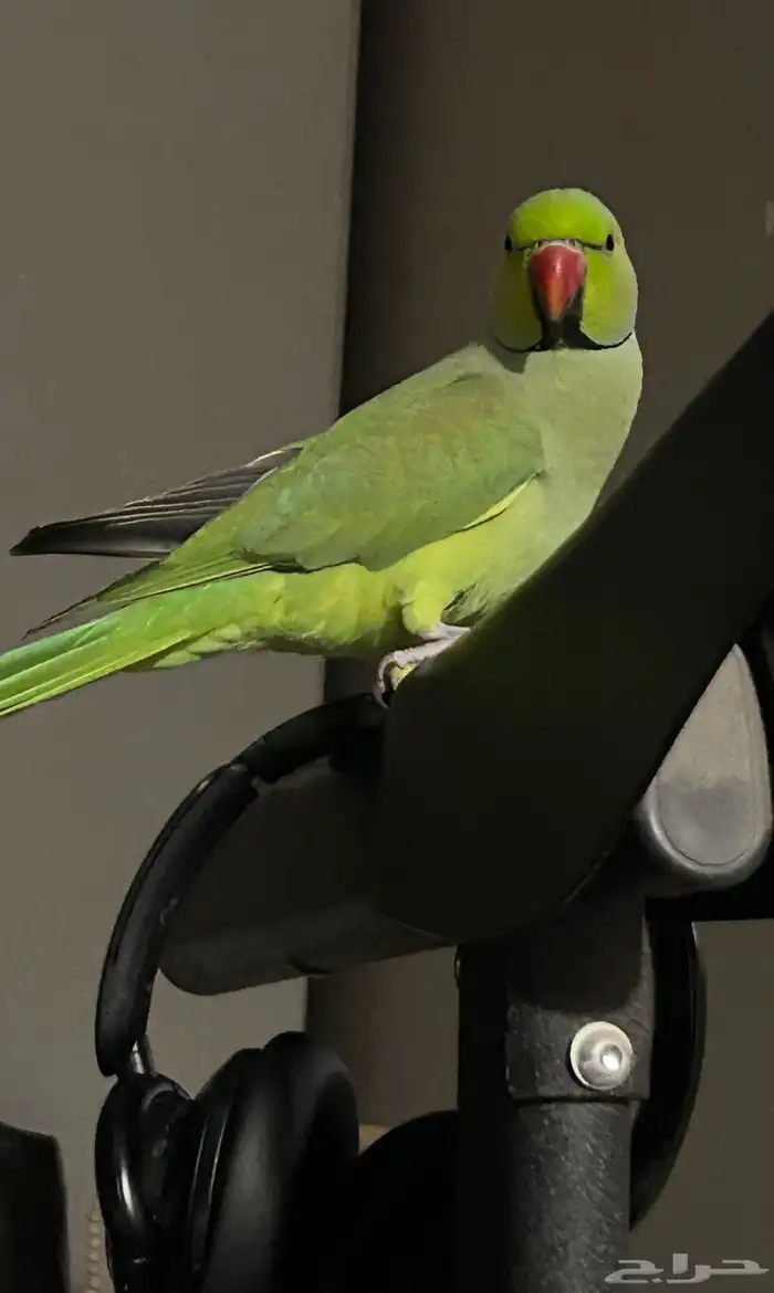 ببغاء مفقود تربه حي الخالديه 0