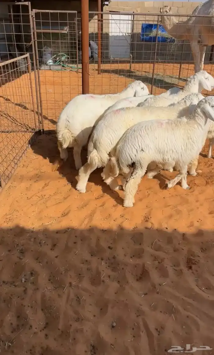 تم البيع العدد 8 كلش خروف العمر 8 شهور فل شحم 0