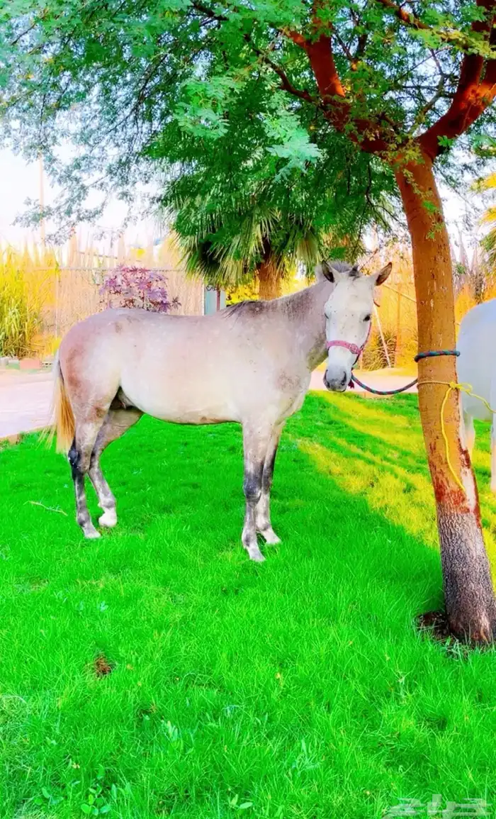 للبيع جملة فرس و مهره و مهره و مهر 2