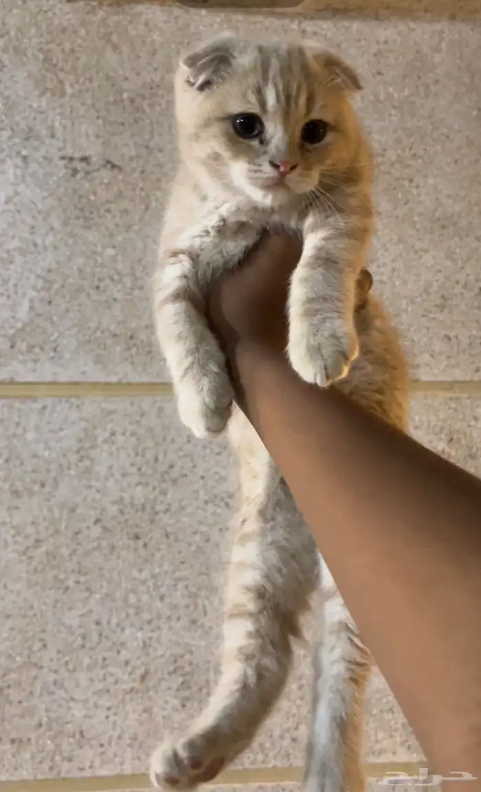 قطوة صحتها 100  فلوس الرسوم 250 1