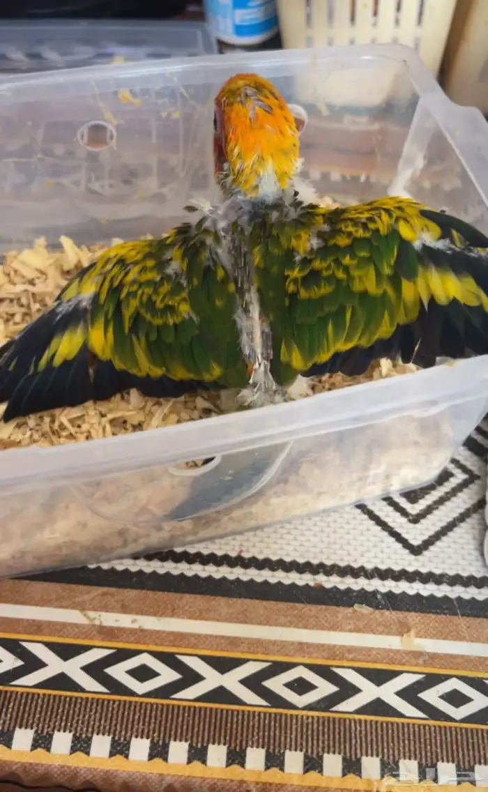 فرخ صن كنيور لعوب أليف مشروع هدد 1