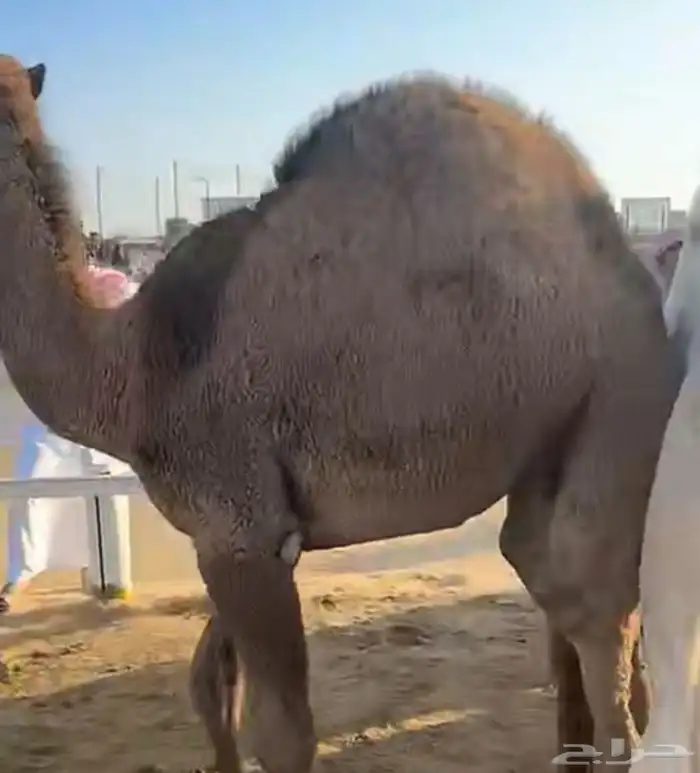 قعدان مناسبات وذبايح 1