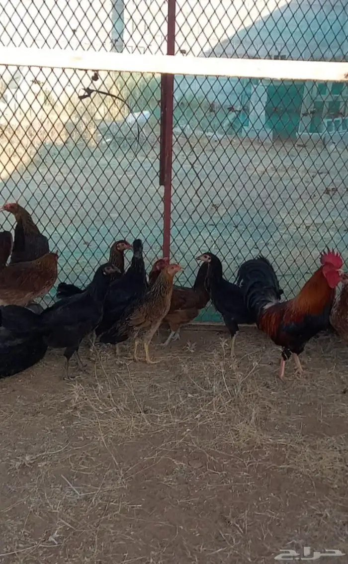 دجاج عربي منتج شرط وحضان ومعه ديك عربي احمر ترثه 2