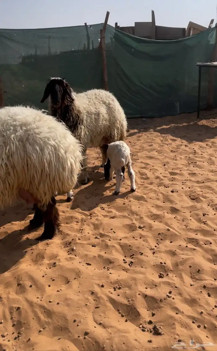 اربع متابيع ثنتين ثنيات وثنتين رباعيات يتبعها خروفين ورخلين 7