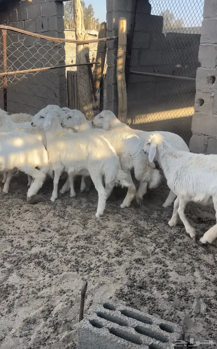 طليان طيبات وسمان 6