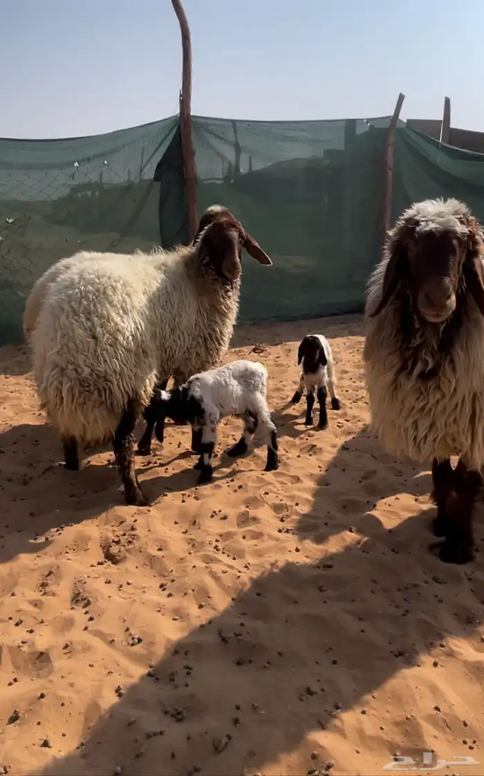 اربع متابيع ثنتين ثنيات وثنتين رباعيات يتبعها خروفين ورخلين 3