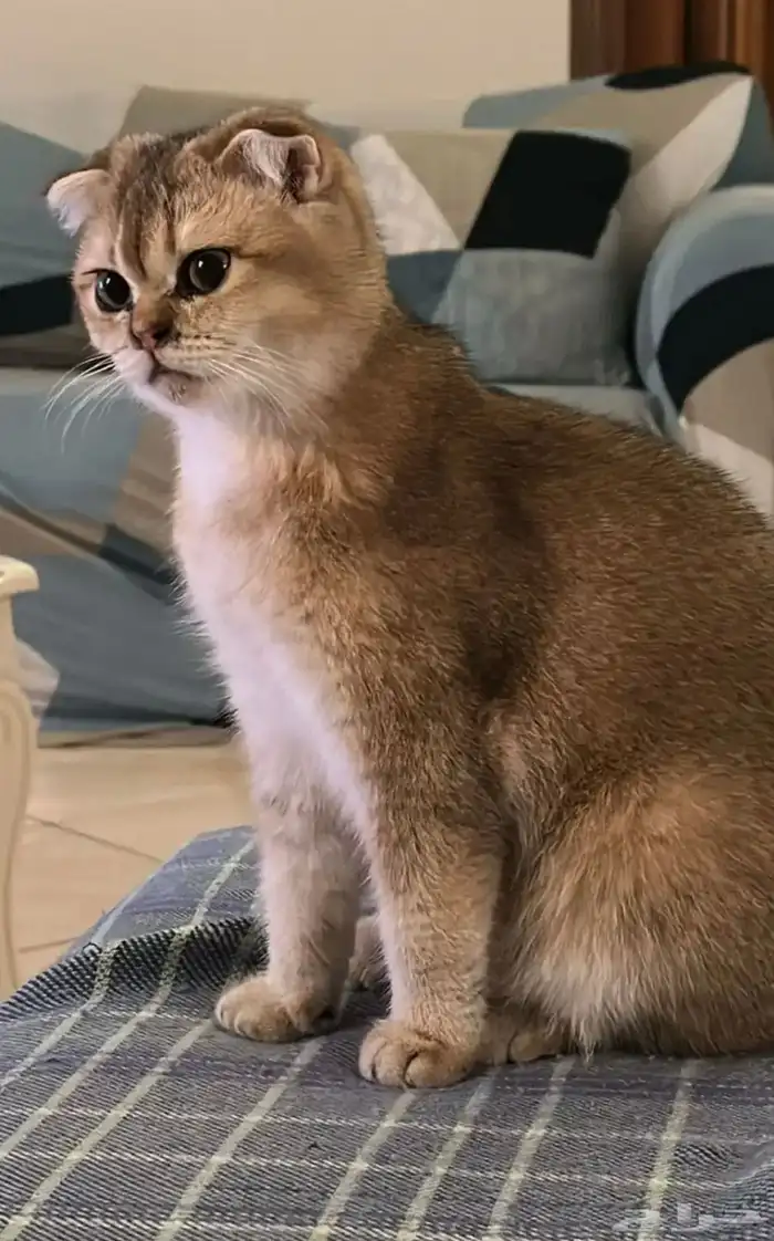 سكوتش فولد قولد انثى 0