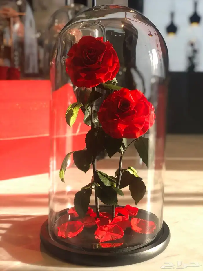 تقبيل محل ورد 39