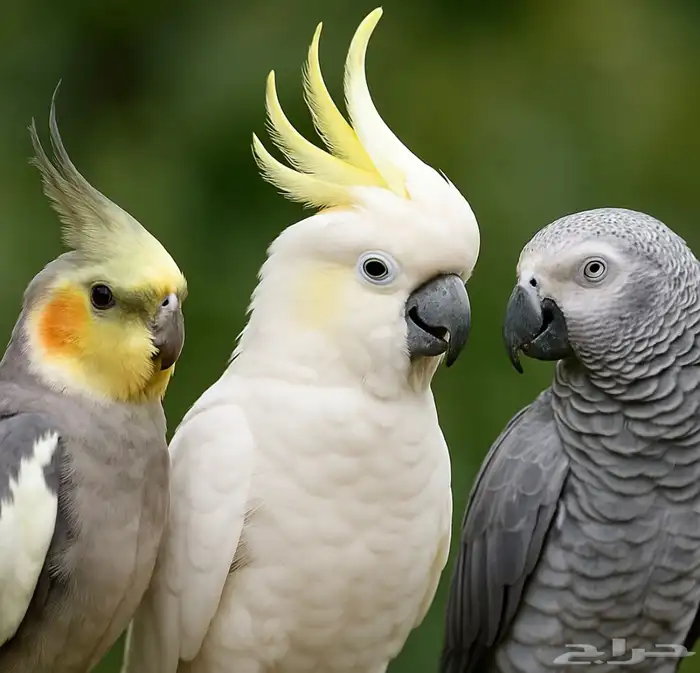 قروب طيور في جده فقط للبيع وا شراء 0