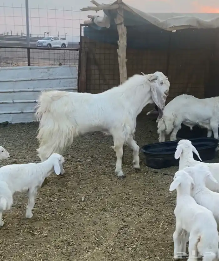 تيس فحل مشروك وتوه طالعه ثنيته مشروط صحه وضراب 0