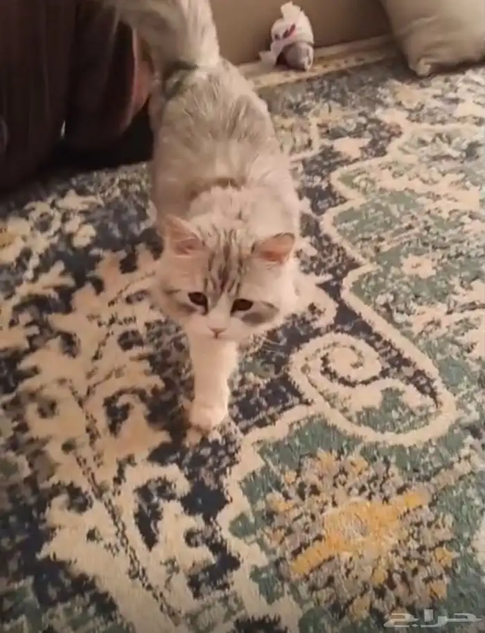 قط ذكر مفقود 1