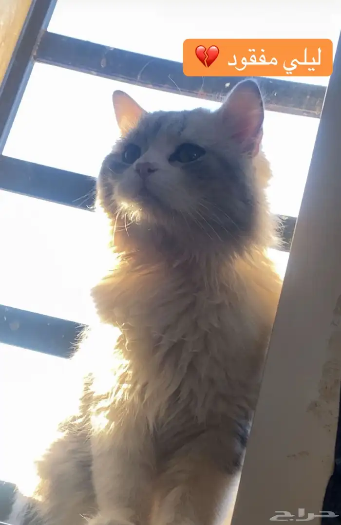 قط ذكر مفقود 0