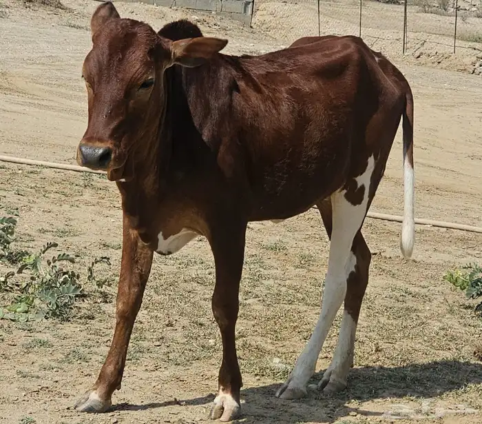 خبشه العمر سنه 0