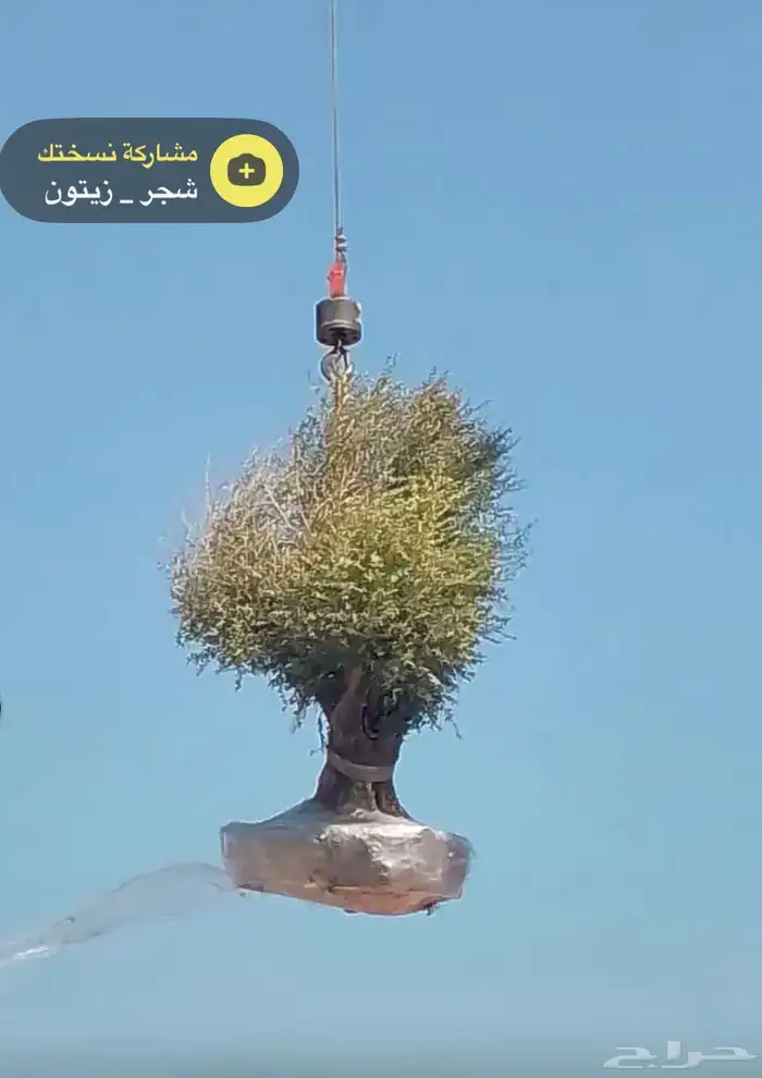 شجره زيتون 6