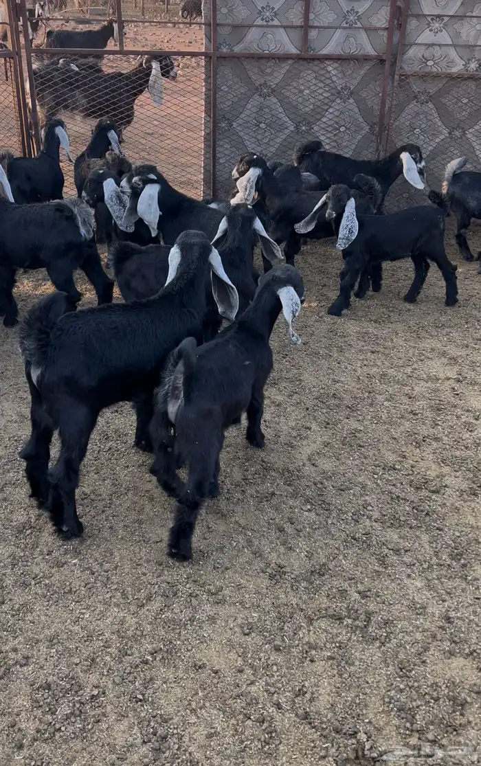 تيوس وجفار 0