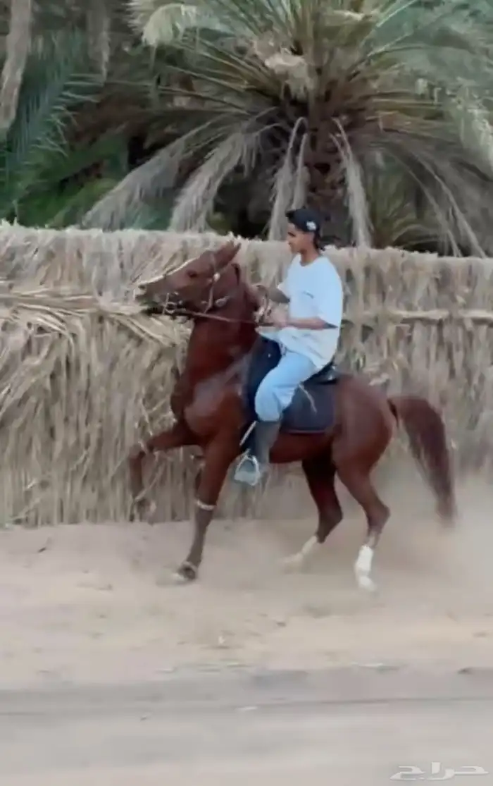 عسف خيل اعادت عسف تعليم رقص تربيع سست خطوه 1