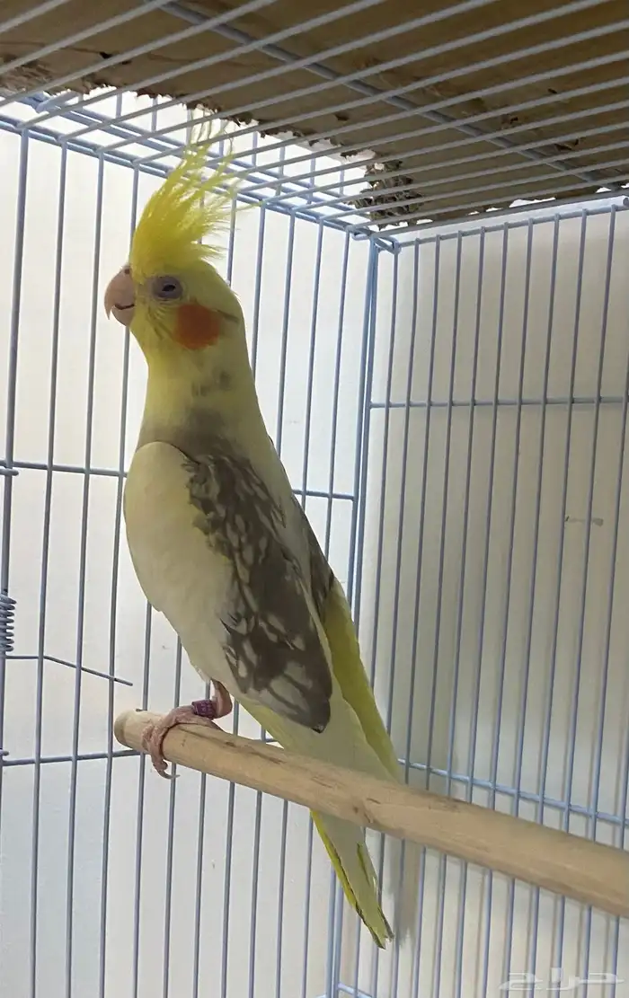 للبيع زوجين كروان منتجه 8