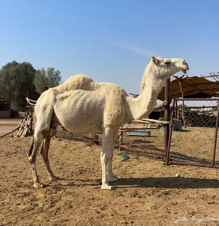 خلفه وضحاء 0