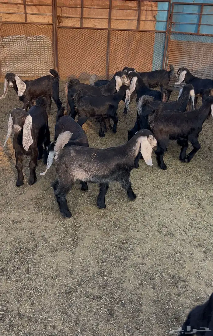 تيوس وجفار 1