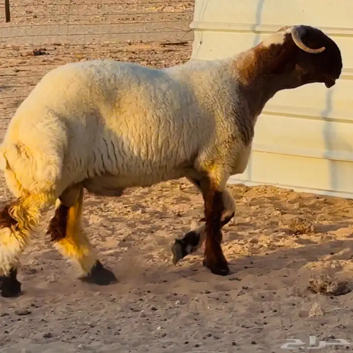 خروف فحل. صنف فاخر 0