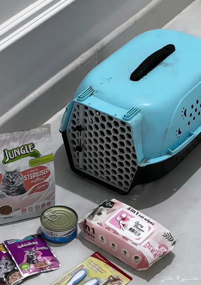 قط ذكر سكوتش فولد هملايا بلوكتين 3