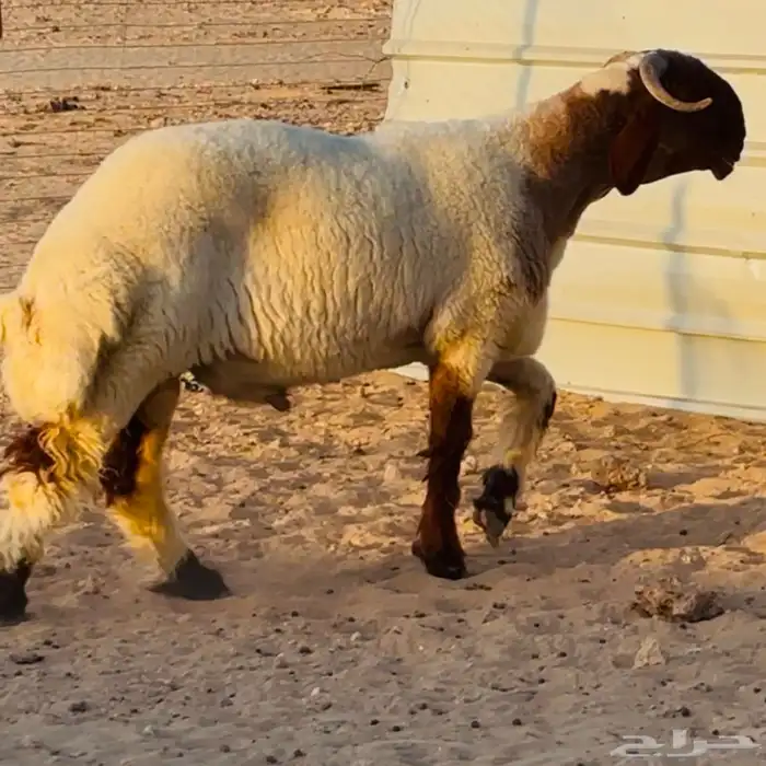 خروف فحل. صنف فاخر 2