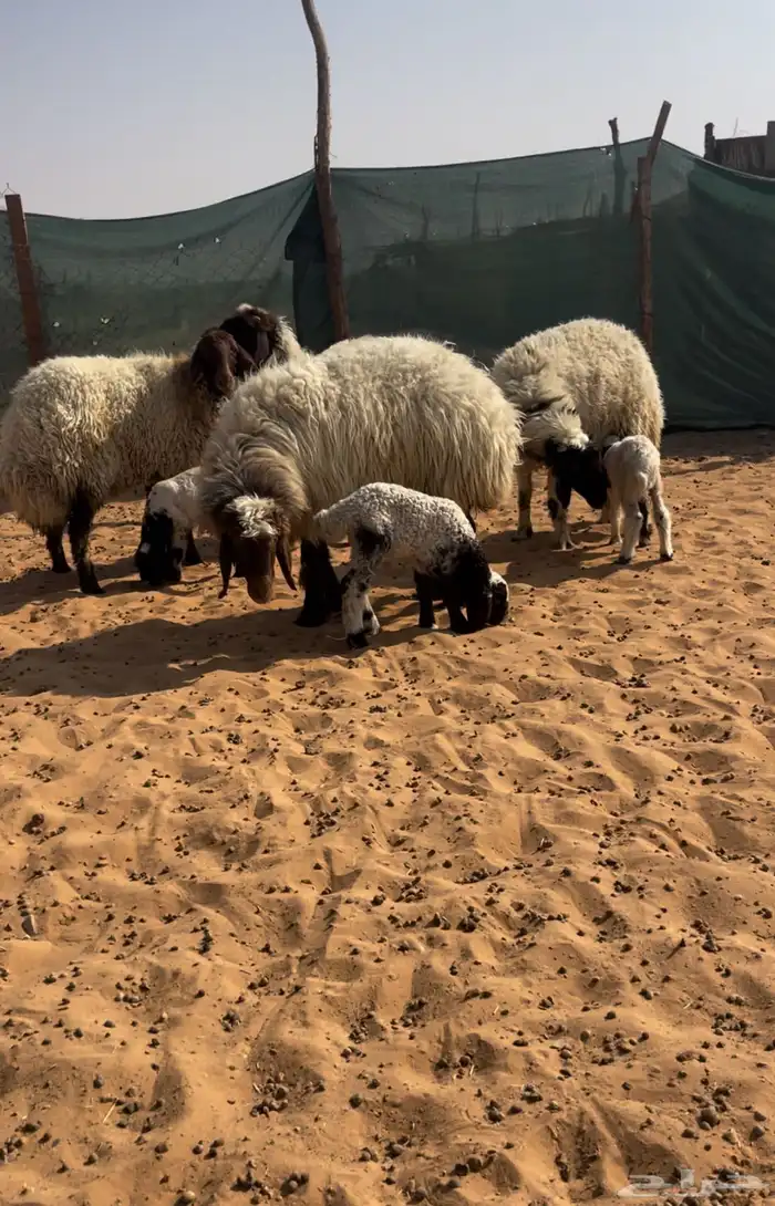 اربع متابيع ثنتين ثنيات وثنتين رباعيات يتبعها خروفين ورخلين 0