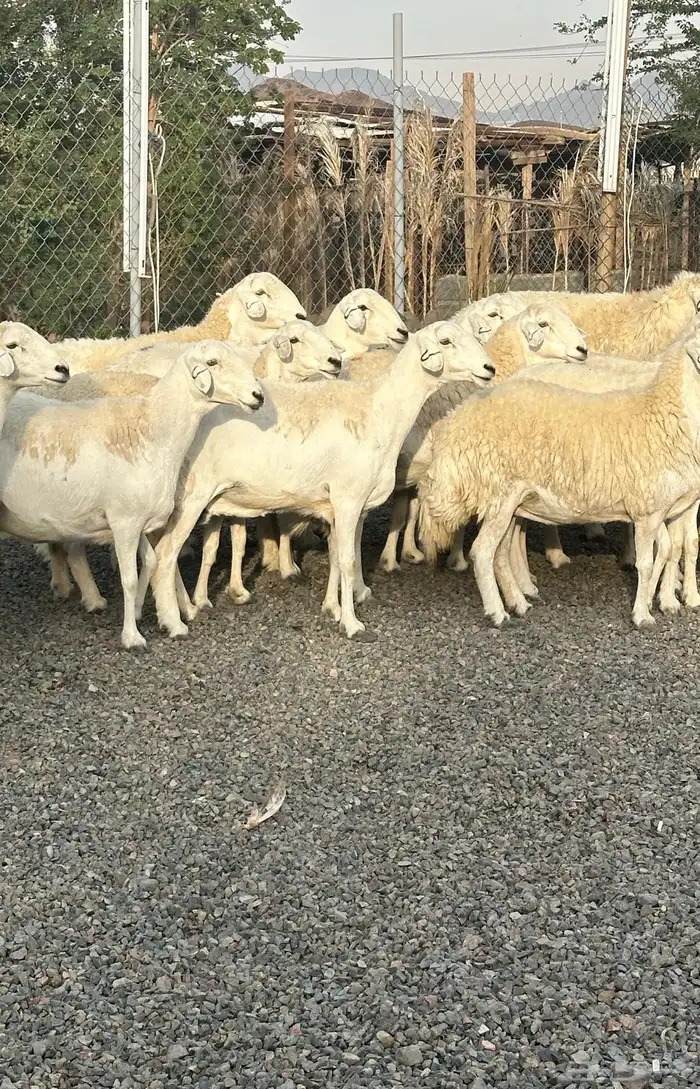 ضان حريات حرش صنف الصنف 20