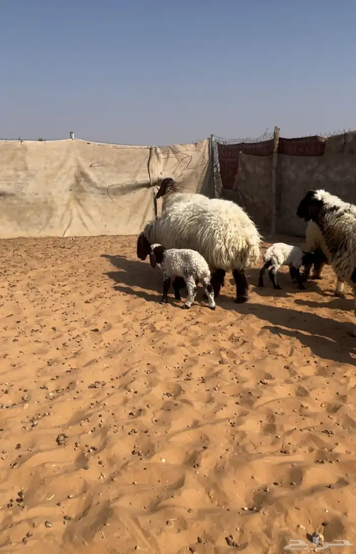 اربع متابيع ثنتين ثنيات وثنتين رباعيات يتبعها خروفين ورخلين 10