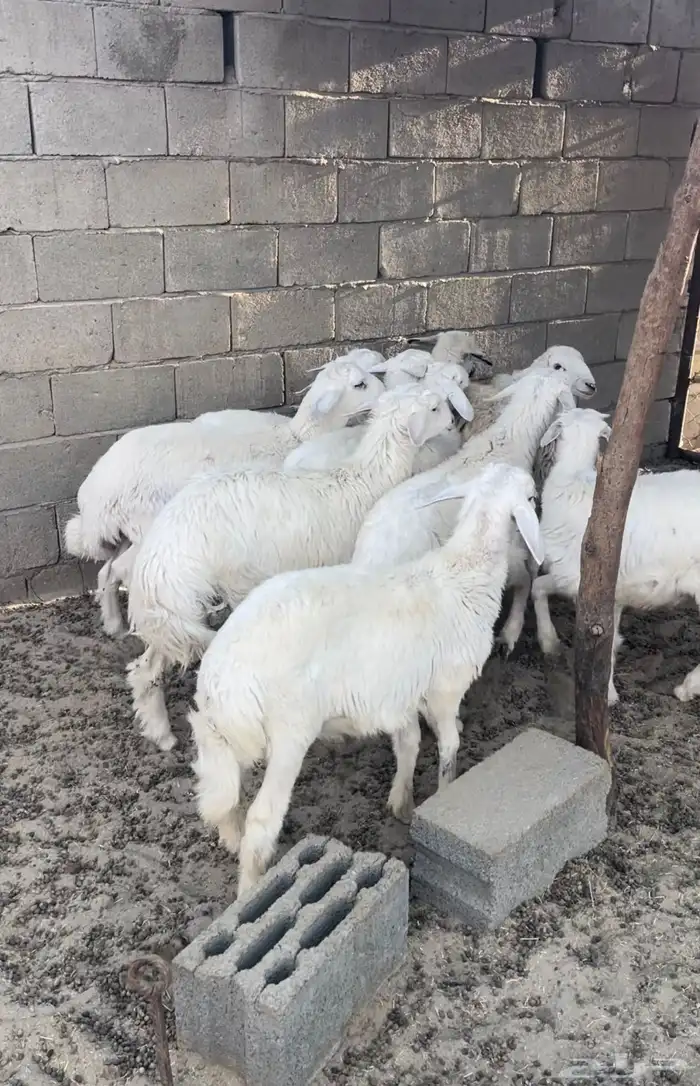 طليان طيبات وسمان 9