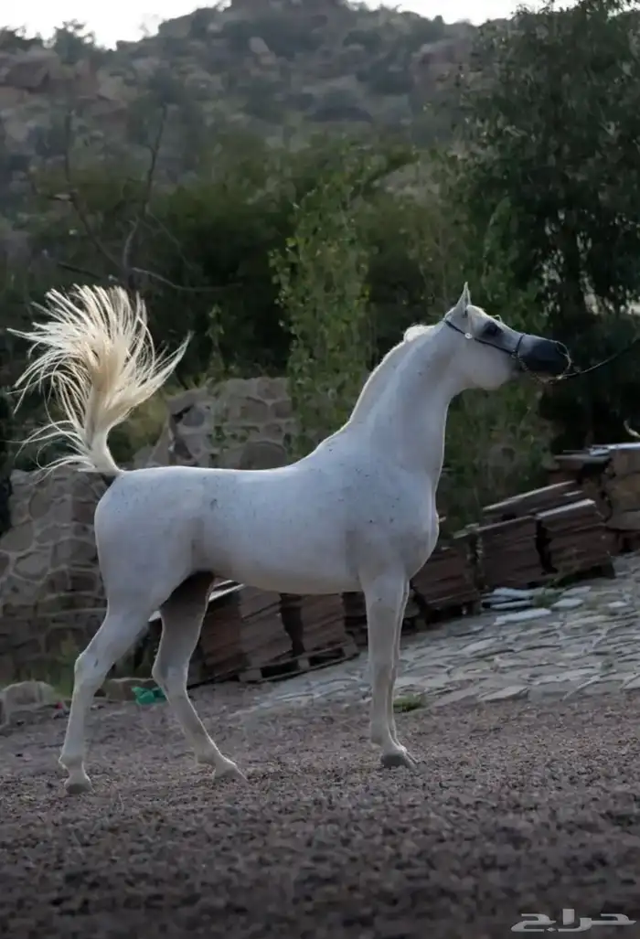 حصان للبيع 2