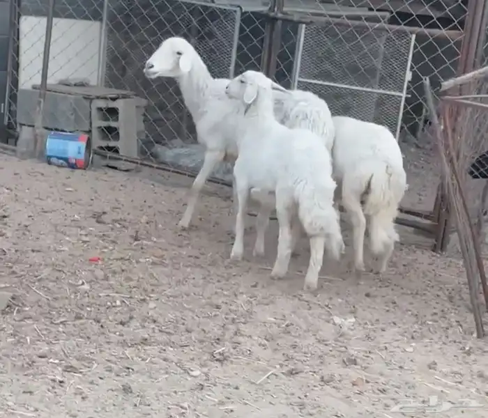 شاه معه رخلين 0