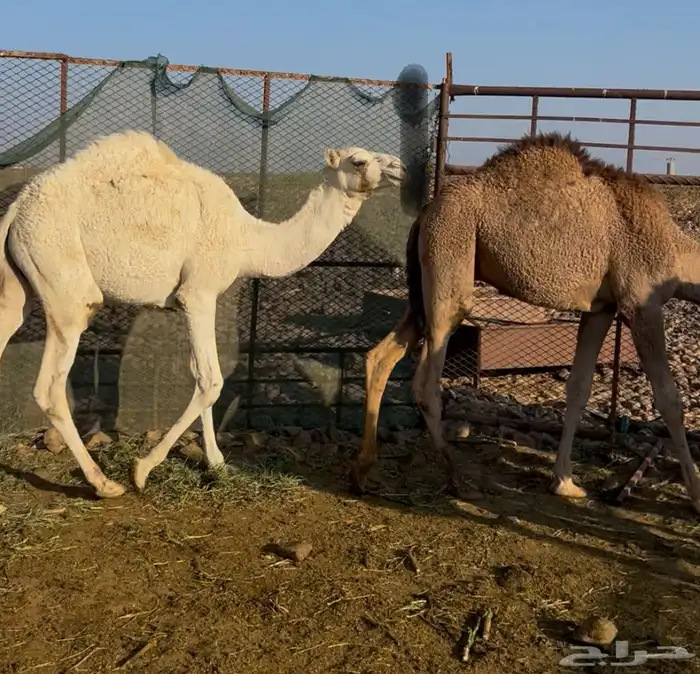 قعدان برية طيبة 3