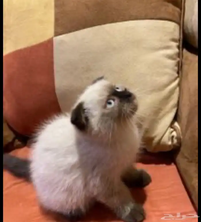 قطة سكوتش فولد (Scottish Fold) مكس مع هيمالايا سيامي 0