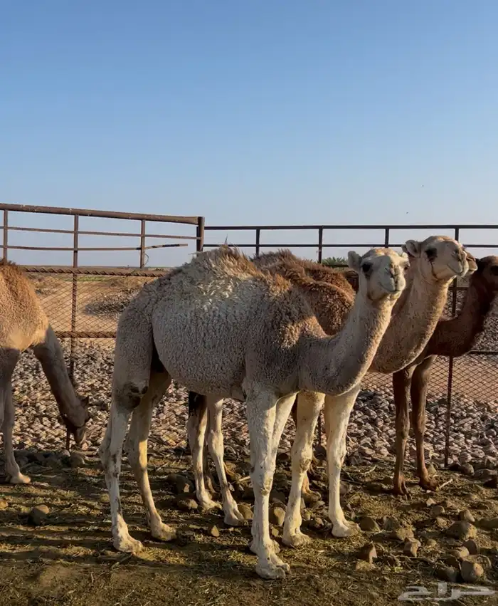 قعدان برية طيبة 2
