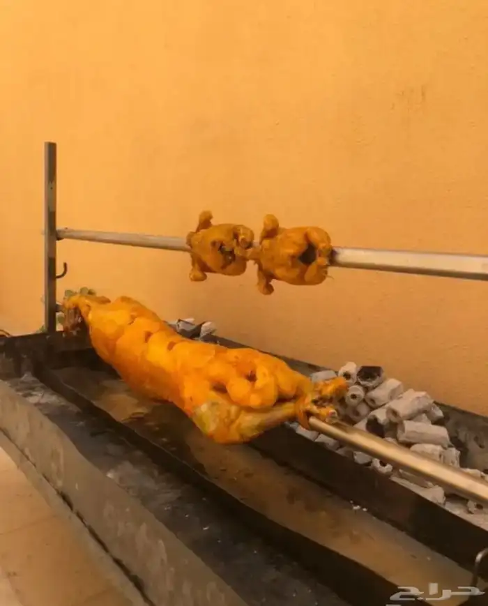 خروف الشيف الذهبي 0