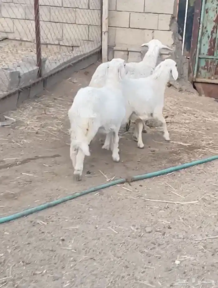 شاه معه رخلين 1