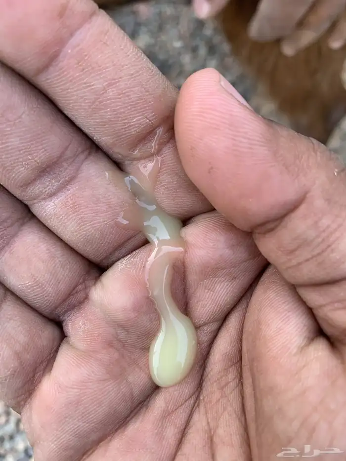 جفره حمراء دافع 4