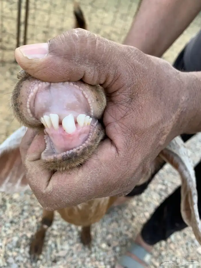 جفره حمراء دافع 2