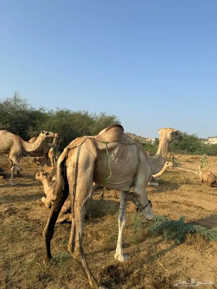 ناقة وبكره 4