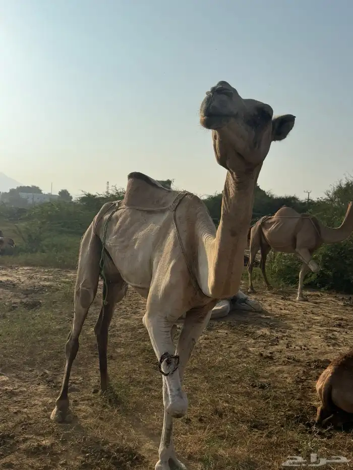 ناقة وبكره 3