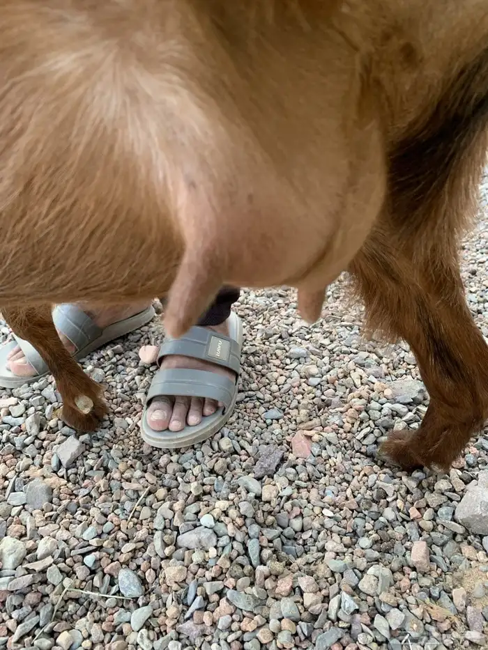 جفره حمراء دافع 3